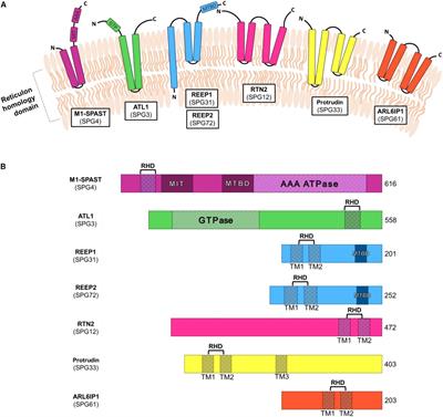 NeurodegenERation: The Central Role for ER Contacts in Neuronal Function and Axonopathy, Lessons From Hereditary Spastic Paraplegias and Related Diseases